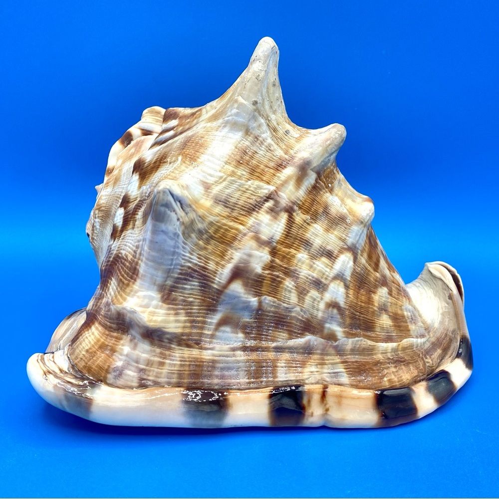 Large Natural Horned King Helmet Cassis Tuberosa Ocean Beach Shell Seashell EUC